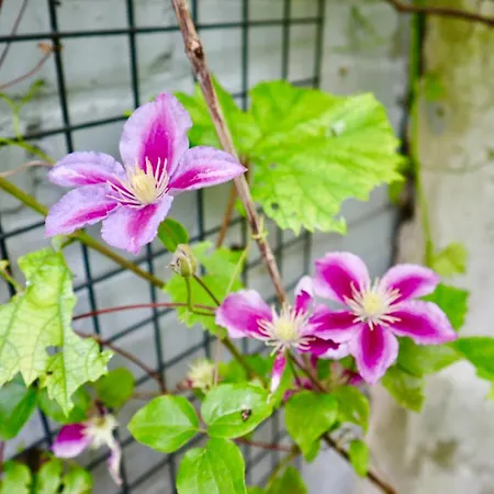 Casa Del Queso * Alkmaar